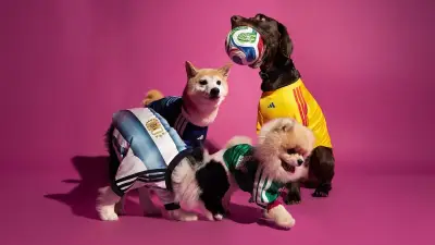 WM-Trikots für Hunde: Kritik am Modetrend von Adidas