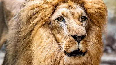 Zuwachs im Zoo Rostock: Löwe Akinda angekommen