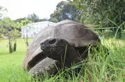 194-jährige Schildkröte Jonathan gratuliert Attenborough zum 100. Geburtstag