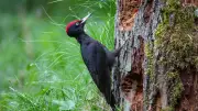 25. Norddeutsche Naturfototage: Jubiläum an der Müritz