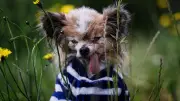 30 Jahre, Wau! Ältester Hund der Welt zeigt allen die Zunge