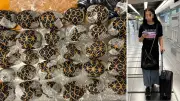 30 Schildkröten am Körper geschmuggelt: Frau am Flughafen Bangkok gefasst