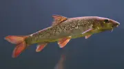 365 Tage, 365 Tiere: Der Schwimmkünstler in Halle