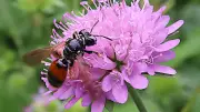 365 Tage, 365 Tiere: Kuckuck in Halle – Brutparasit auf Blüten