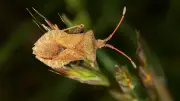 365 Tage, 365 Tiere: Stinkender Mitbewohner in Halle entdeckt