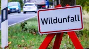40 Wildunfälle in 72 Stunden im Kreis Ludwigslust-Parchim