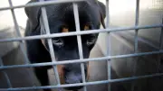 97 Hunde im Burgenlandkreis sichergestellt: Parasiten und kahle Stellen