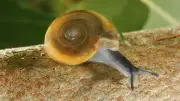 Allesfresser in Halle: Der tierische Mitbewohner am 2. Mai