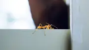 Ameisen-Alarm: Warum Insektenspray bei Pharaoameisen kontraproduktiv ist
