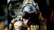 Antiterror-Hund „Hormon“ wird zum Star in Warschau