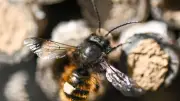 App-gestützte Wildbienen-Zählung startet am Weltbienentag