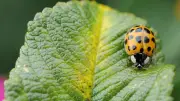 Asiatischer Marienkäfer: Bedrohung für die Natur in Sachsen-Anhalt?