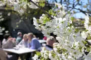 Baumblütenfest in Werder: Zehntausende Besucher bei 147. Auflage