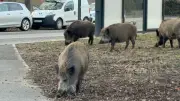 Berlin hat ein Wildtierproblem: Senat bleibt untätig