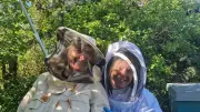 Bienenschwarm in Groß Quassow: Stimmung kippte, Biene stach zu
