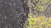 Bienenschwarm terrorisiert Ehepaar in Prenzlau: 40.000 Insekten in Kleingarten