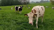Bio-Kühe stürmen ins Freie: Milch und Butter werden gelber