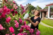 Blattläuse an Rosen: Wasserstrahl hilft oft ohne Chemie