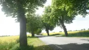 Blühende Allee zwischen Kastorf und Wolde: Ein Fest für die Sinne