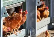 Brandenburg: Weitere Kreise verbieten Vogelschauen wegen Newcastle-Krankheit