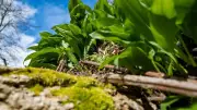 Bärlauch: Seltene Pflanze zwischen Schaalsee und Rügen