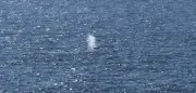 Buckelwal in der Ostsee: Überlebenschancen ungewiss nach Transport