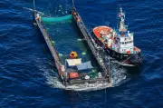 Buckelwal nach Rettungsaktion in der Nordsee freigelassen