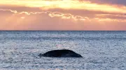 Buckelwal Timmy tot: Lehren aus dem Ostsee-Drama