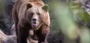 Bulgarien: Bärin tötet Wanderer im Witoscha-Gebirge