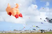Bunte Drachen schweben beim Drachenfest am Meer in Norddeich