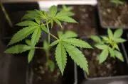 Cannabis-Prävention: Neues Projekt für Schüler in MV