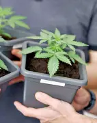 Cannabis-Teillegalisierung: Nur wenige Clubs in Sachsen-Anhalt