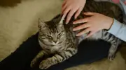 Cat-Spanking: Harmloser Trend oder Tierquälerei?