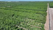 Del Monte-Insolvenz: 420.000 Pfirsichbäume müssen weichen