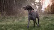 Deutsch Drahthaar: Anspruchsvoller Jagdhund, kein Anfängerhund