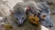 Doppelter Nachwuchs im Bronx Zoo: Zwei niedliche Kragenlemuren