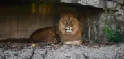 Dortmunder Zoo: Mann füttert Löwen mit Schweinegulasch