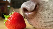 Dürfen Hunde und Katzen Erdbeeren essen? Das sollten Halter wissen