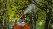 Eichenprozessionsspinner: Hubschraubereinsatz und Straßensperrungen in Prignitz