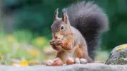 Eichhörnchen im Garten: So lockst du die flinken Nager an