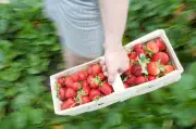 Erdbeeren pflücken: Perfekter Zeitpunkt und Tipps für Genuss
