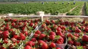 Erdbeersaison in Sachsen-Anhalt: Selbstpflückfelder und Tipps für die Ernte
