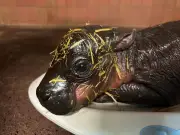 Erneuter Zwergflusspferd-Nachwuchs im Berliner Zoo nach Toni