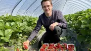 Erste Erdbeeren und Spargel aus dem Saalekreis im Hofladen