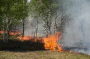 Erster großer Waldbrand in Brandenburg breitet sich auf Munitionsgelände aus