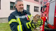 Eule aus Dachrinne gerettet: Drehleiter in Priborn im Einsatz