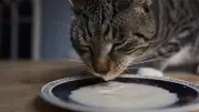 Expertin warnt: Die bittere Wahrheit über Katzen und Milch