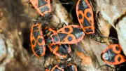 Feuerwanzen: Harmlose Krabbler mit Signal-Farbe im Garten