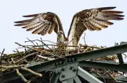 Fischadler-Nachwuchs am Muldestausee: Küken geschlüpft