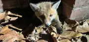 Fuchsbaby aus Düsseldorfer Kanal gerettet